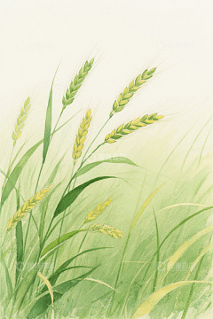 手绘生长中的小麦植株