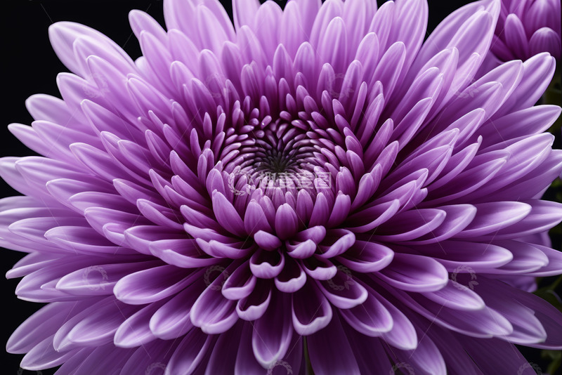 高清大图下载【趣麦麦图】紫色菊花微距特写