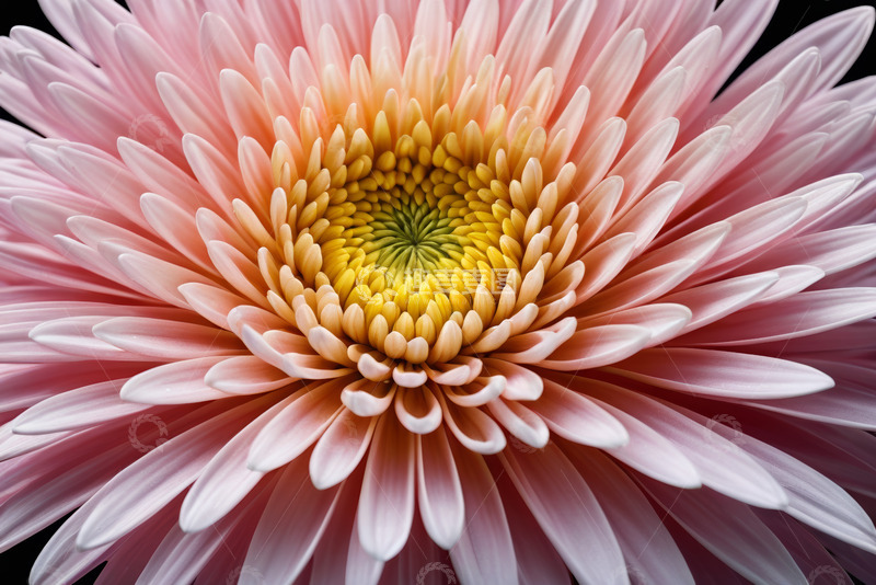高清大图下载【趣麦麦图】特写粉色菊花花朵