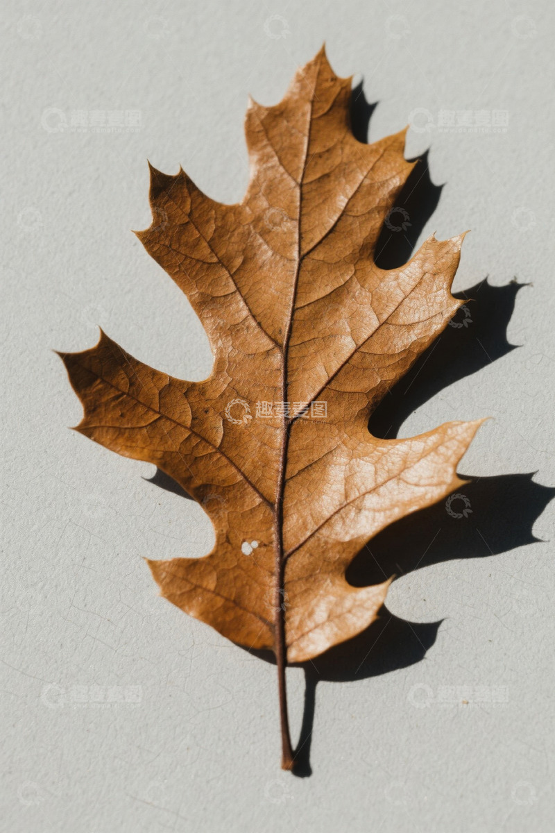 高清大图下载【趣麦麦图】棕色枯叶特写素材