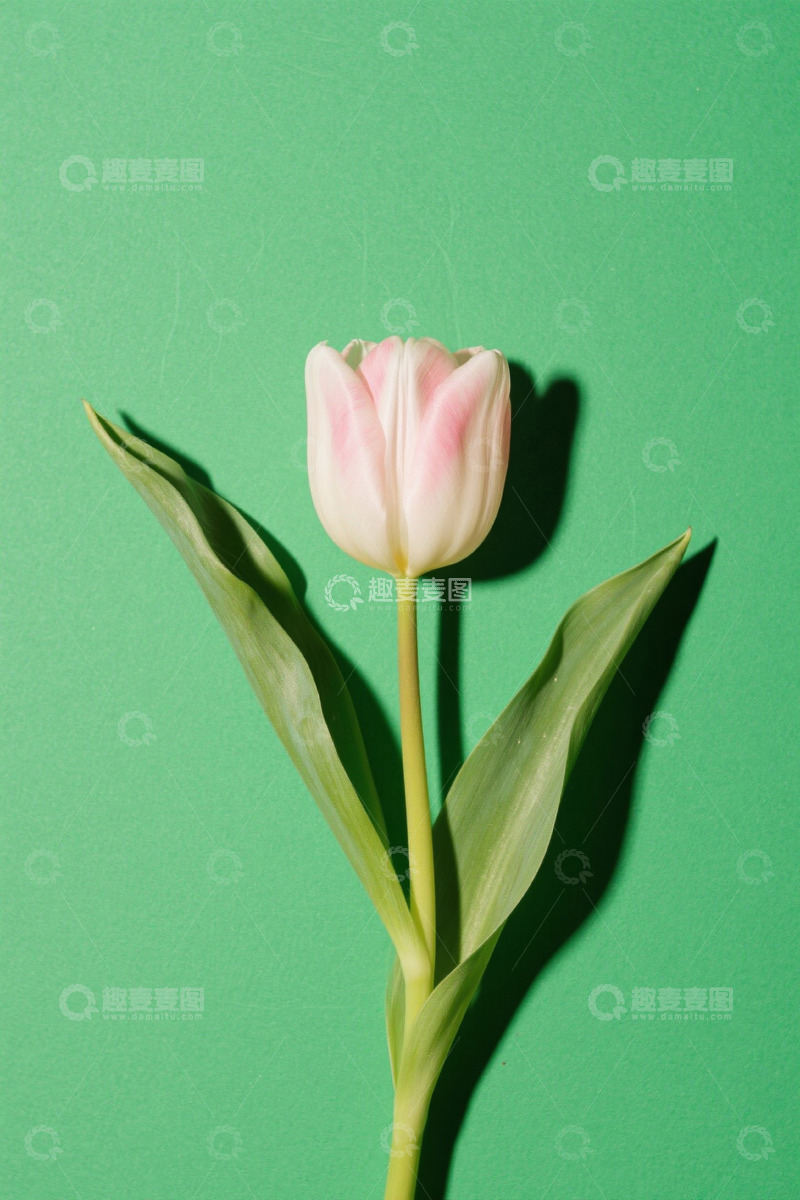 高清大图下载【趣麦麦图】粉色郁金香特写