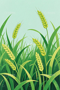 生长中的小麦植物画面