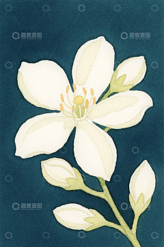 手绘白色花卉特写