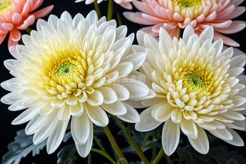 高清大图下载【趣麦麦图】特写多色菊花花卉