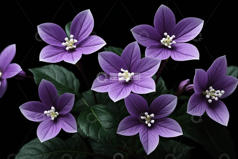 高清大图下载【趣麦麦图】紫色花朵特写