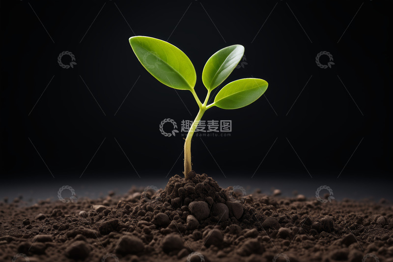 高清大图下载【趣麦麦图】破土而出的嫩绿植物