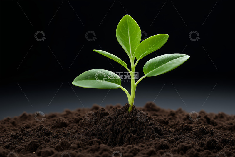 高清大图下载【趣麦麦图】破土而出的绿色幼苗