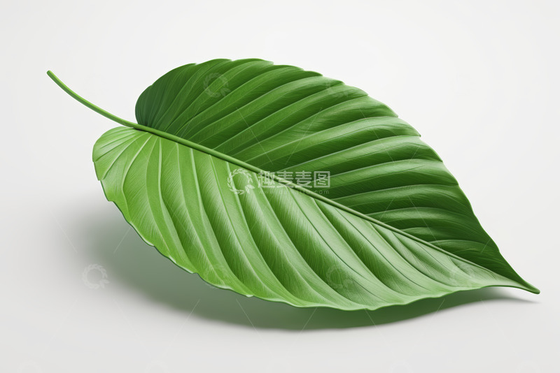 高清大图下载【趣麦麦图】绿色植物叶片特写