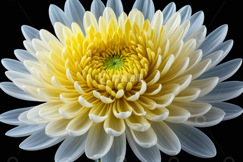 高清大图下载【趣麦麦图】黄白相间花朵特写