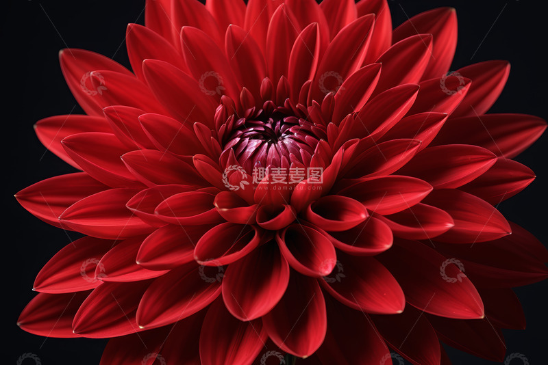 高清大图下载【趣麦麦图】红色大丽花特写