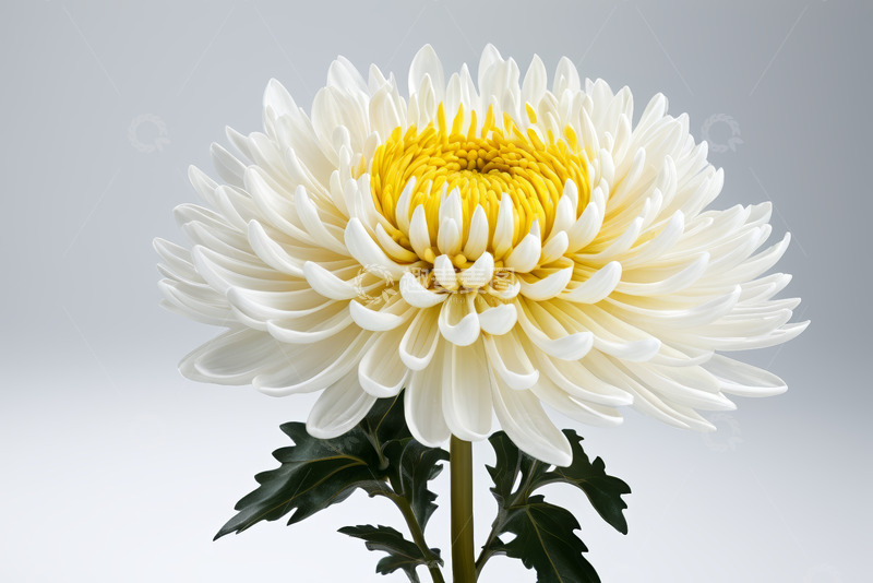 高清大图下载【趣麦麦图】白色菊花特写