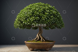 盆栽绿植景观