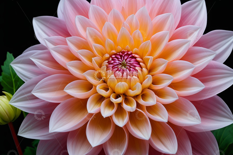 高清大图下载【趣麦麦图】大丽花特写