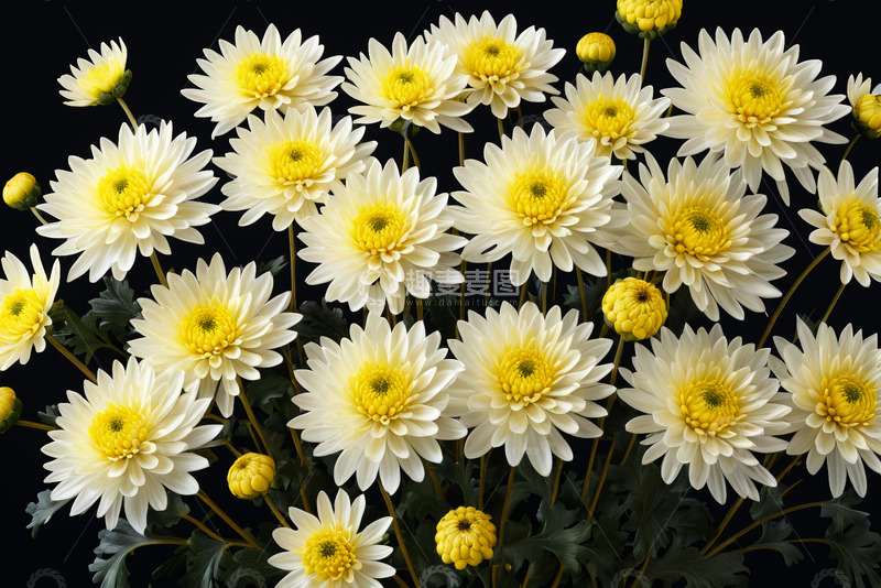 高清大图下载【趣麦麦图】白色菊花微距特写