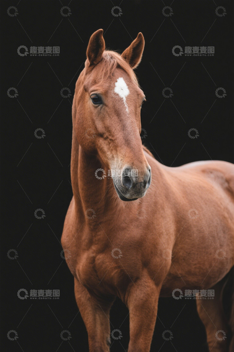 高清大图下载【趣麦麦图】棕色马匹特写