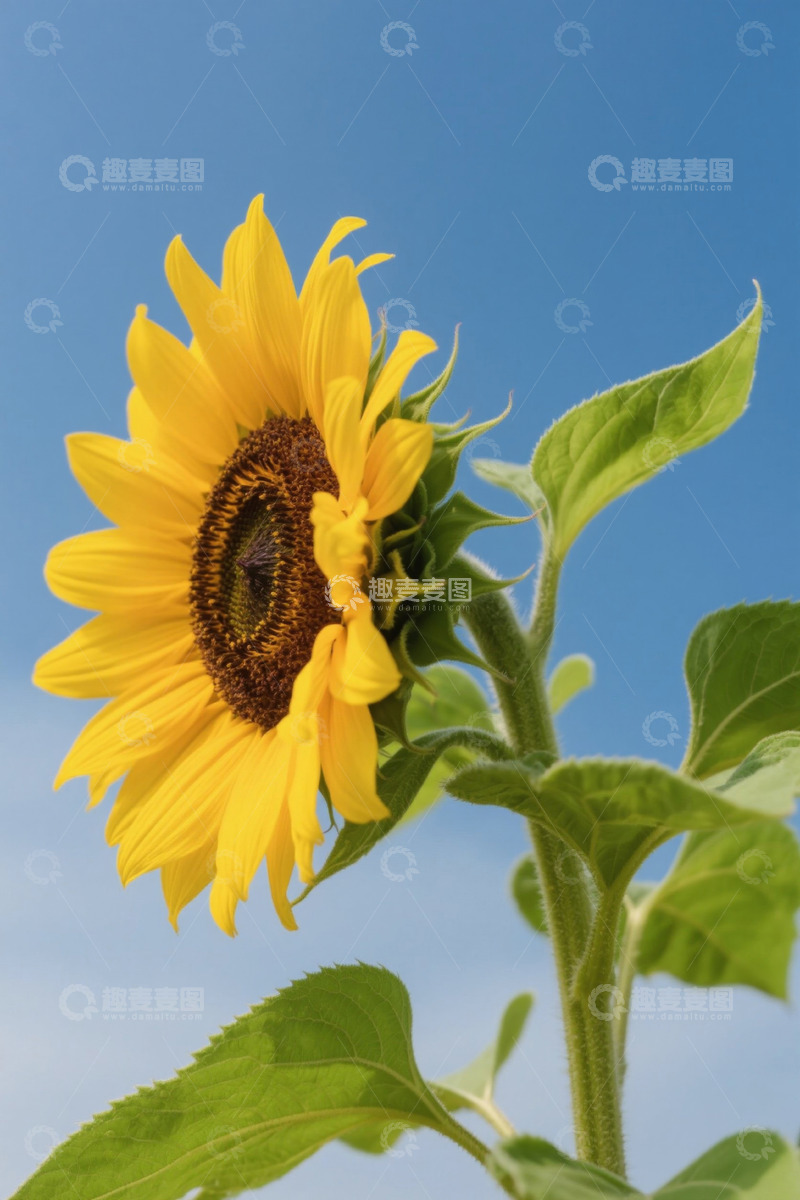 高清大图下载【趣麦麦图】蓝天背景下的向日葵特写