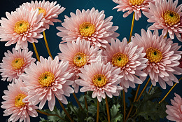 粉色菊花特写素材