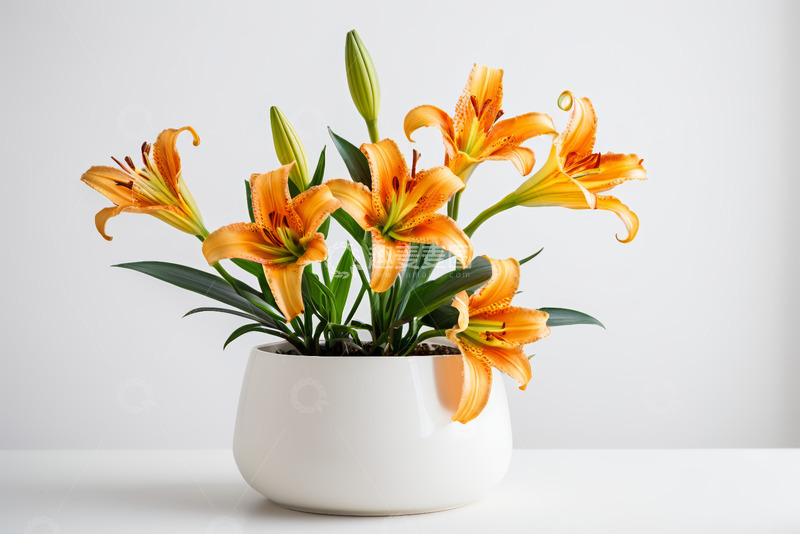 高清大图下载【趣麦麦图】白色花盆中的橙色百合花