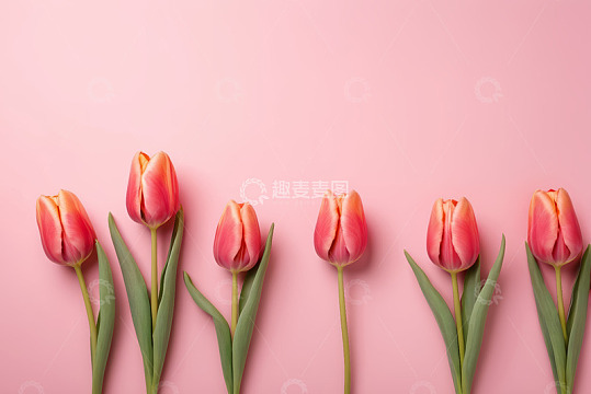 粉色背景上的红色郁金香