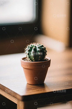 木桌上的盆栽仙人掌
