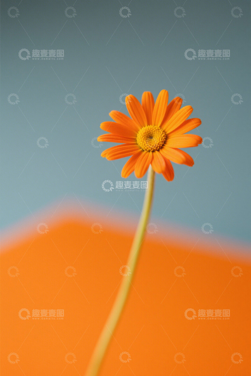 高清大图下载【趣麦麦图】橙色小花特写