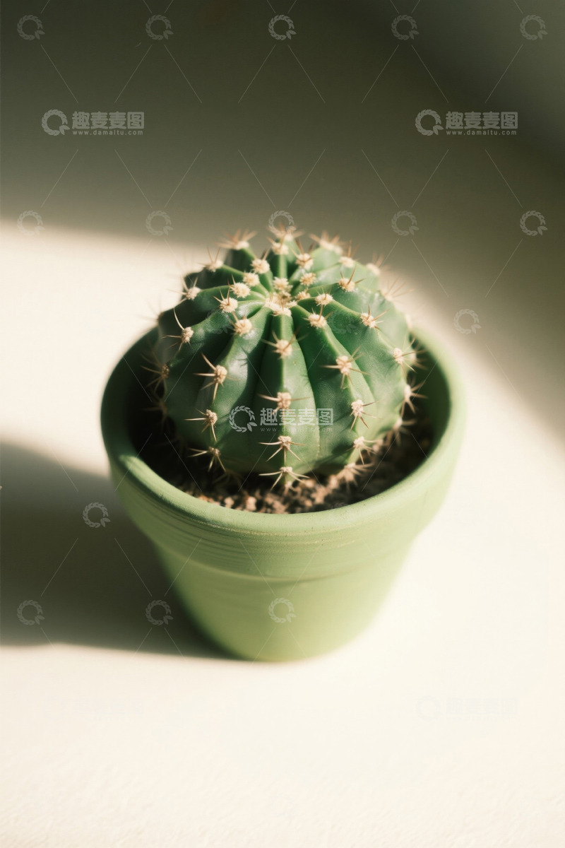 高清大图下载【趣麦麦图】绿色盆栽仙人掌特写