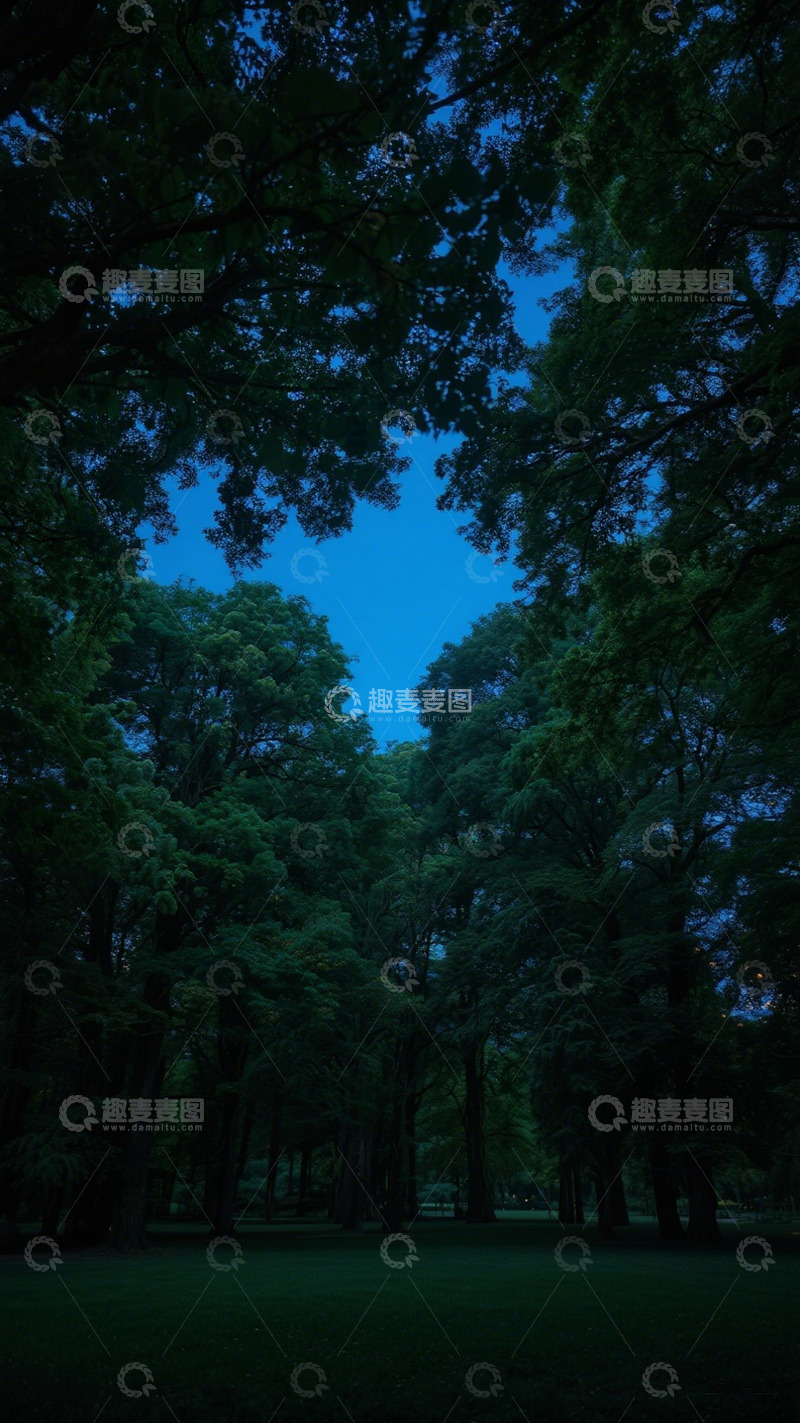 高清大图下载【趣麦麦图】森林夜景深邃蓝调壁纸