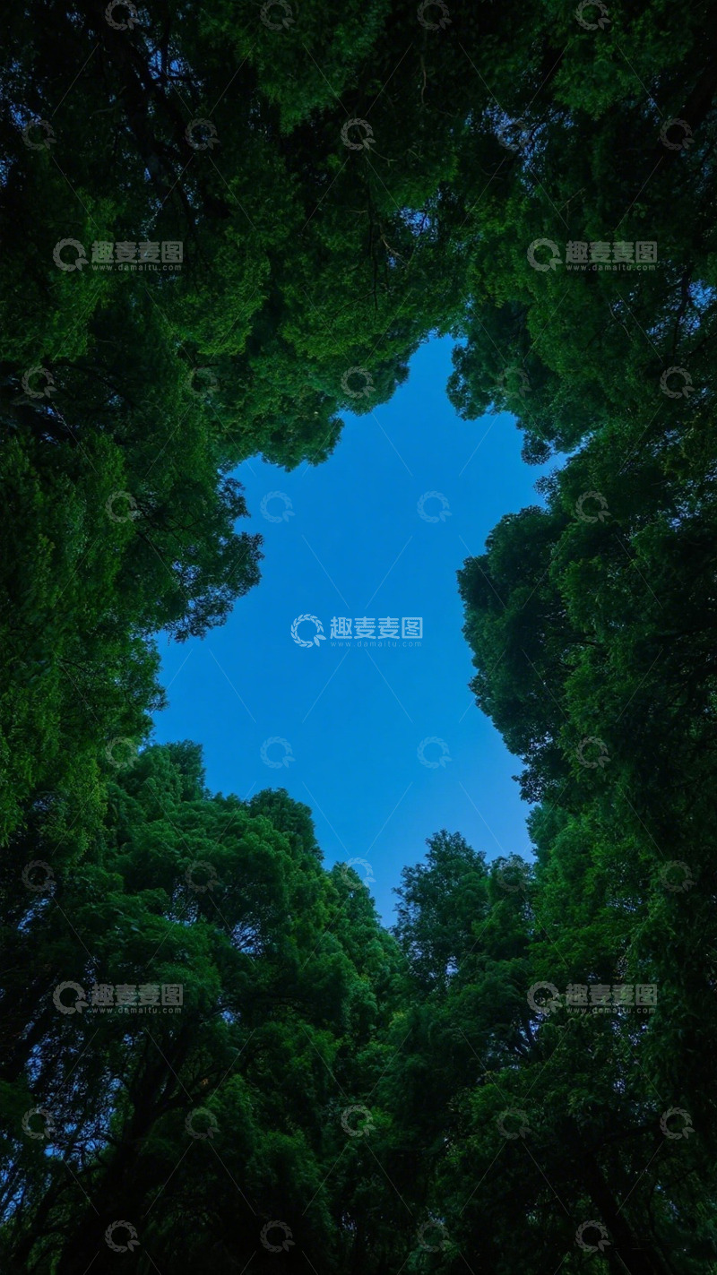 高清大图下载【趣麦麦图】森林仰望蓝天