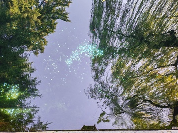 倒影中的树木自然风光