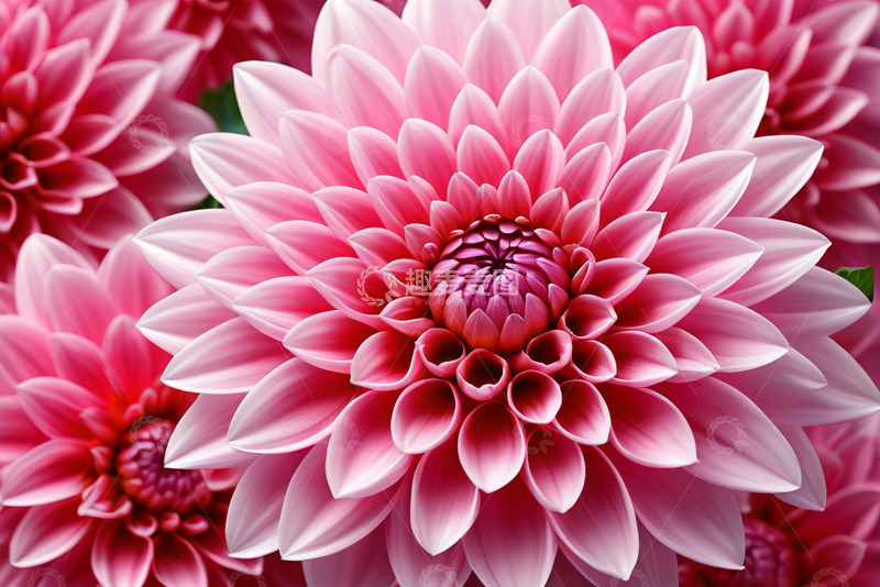 高清大图下载【趣麦麦图】特写粉色大丽花花卉素材