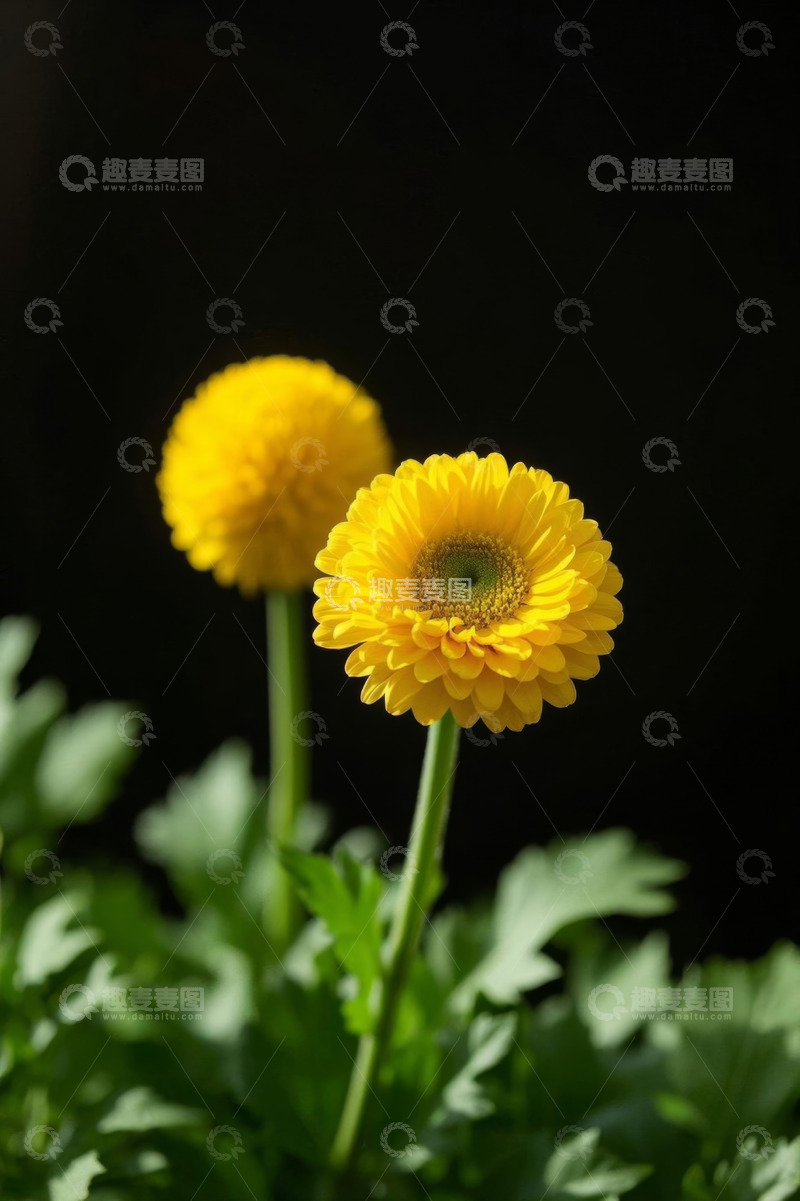 高清大图下载【趣麦麦图】黄色花朵特写