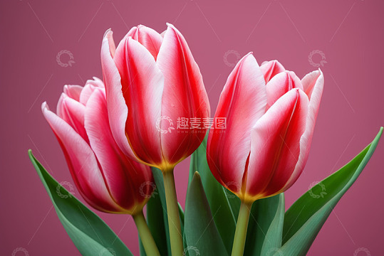 粉红色郁金香特写