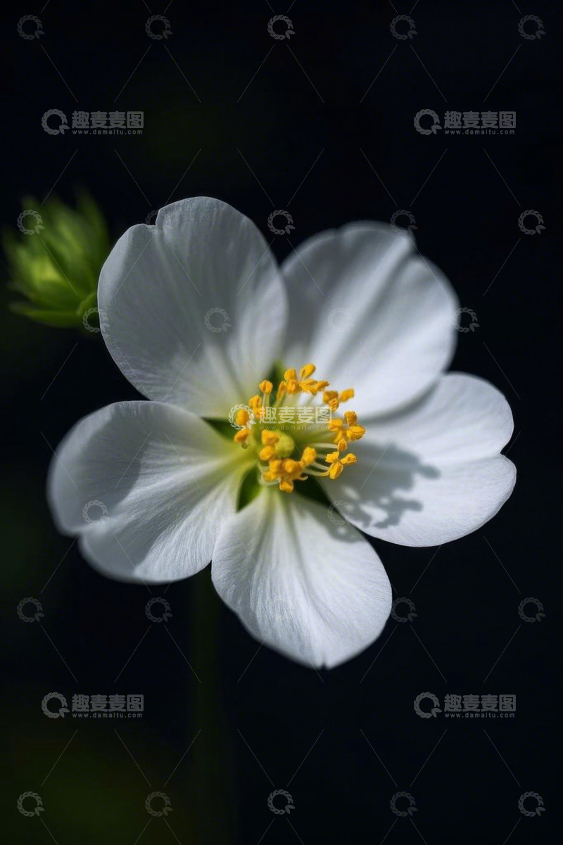 高清大图下载【趣麦麦图】白色花朵特写