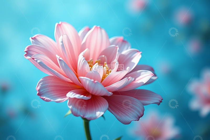 高清大图下载【趣麦麦图】粉色花朵特写