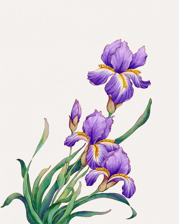 紫色鸢尾花水彩插画