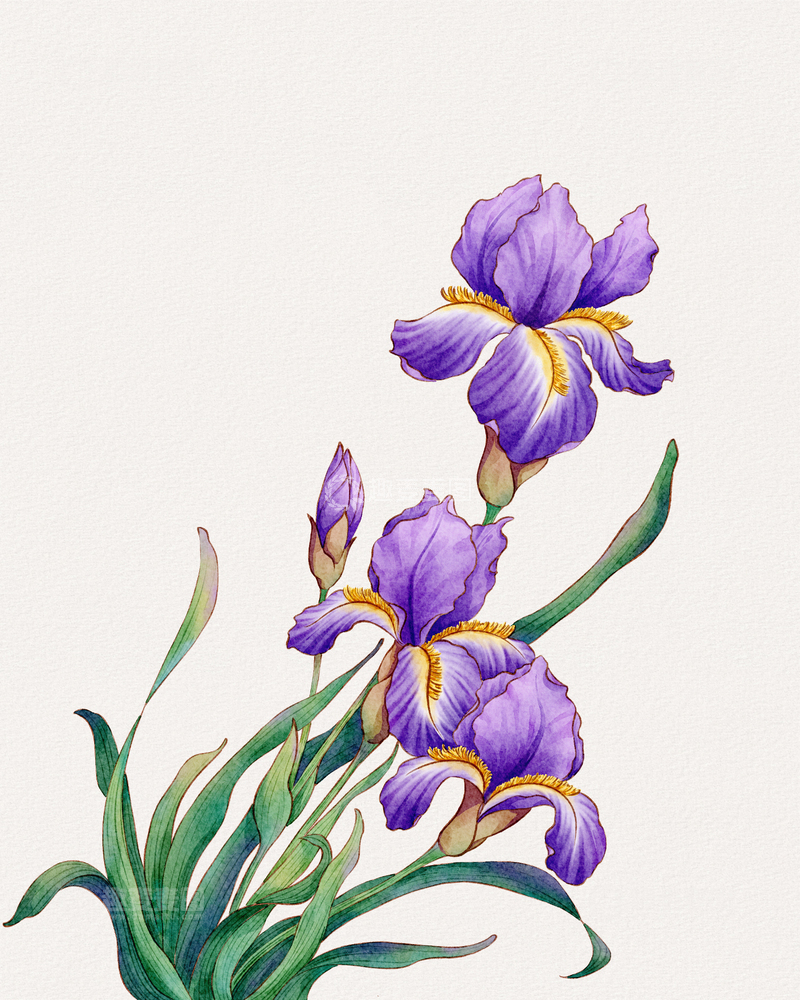 源文件下载【趣麦麦图】紫色鸢尾花水彩插画