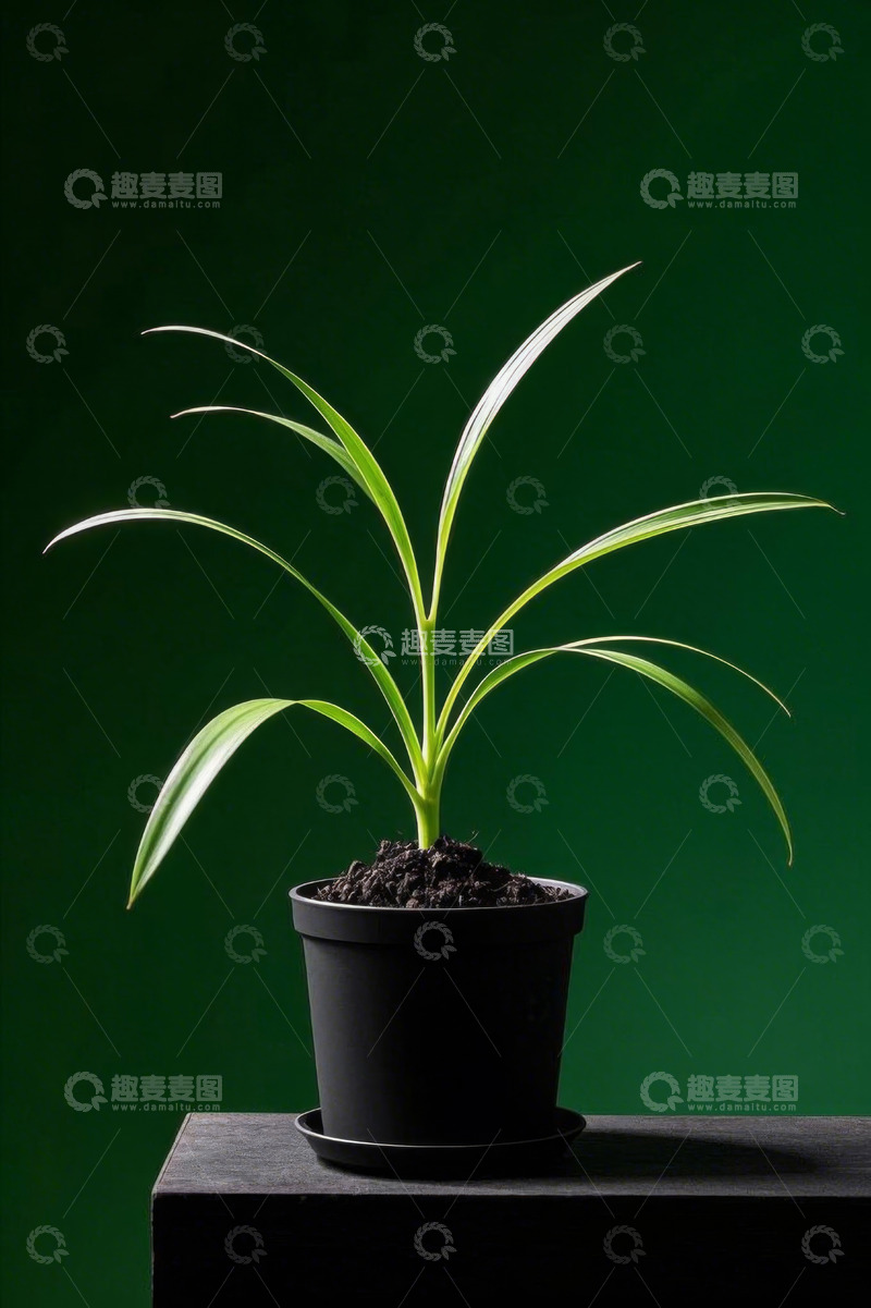 高清大图下载【趣麦麦图】黑色花盆中绿色植物特写