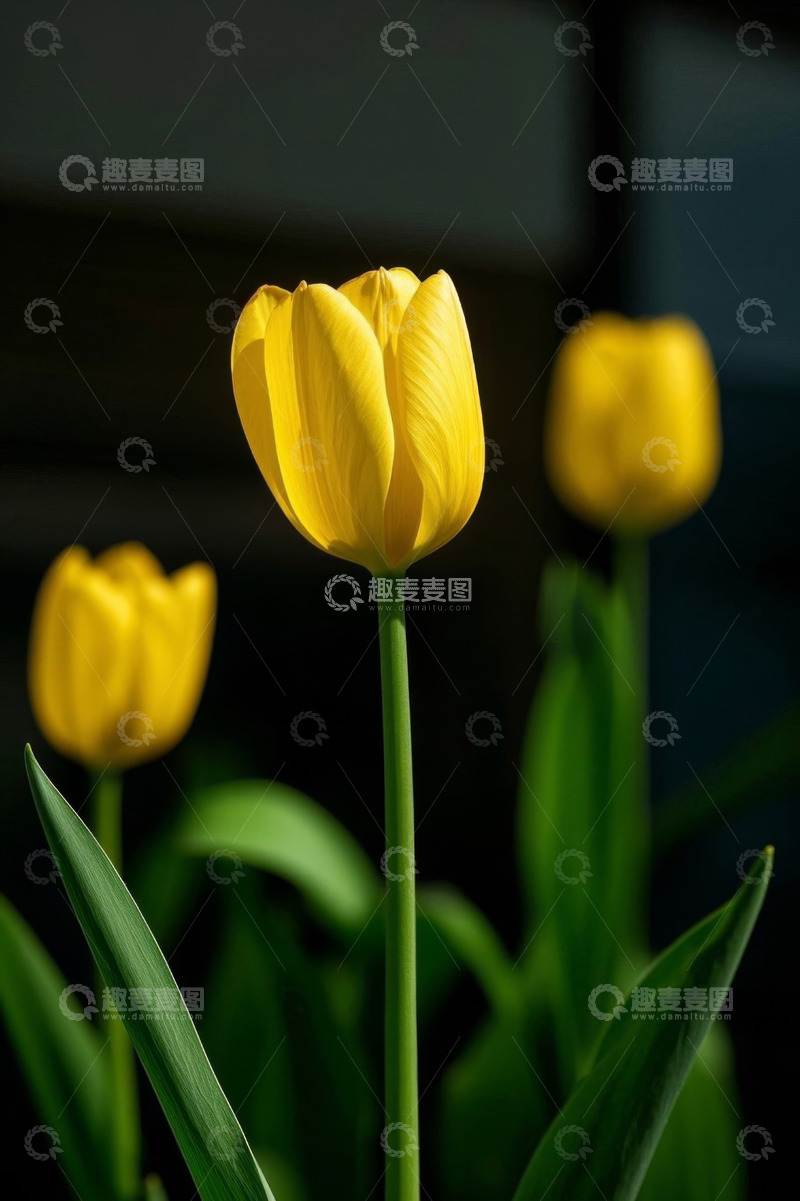 高清大图下载【趣麦麦图】黄色郁金香特写