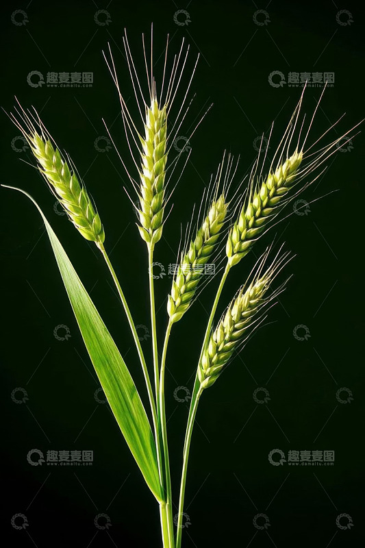 绿色小麦特写素材