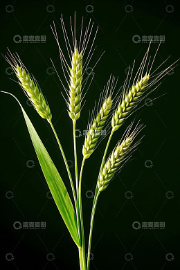 绿色小麦特写素材