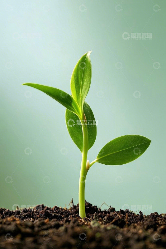 破土而出的嫩绿植物幼苗