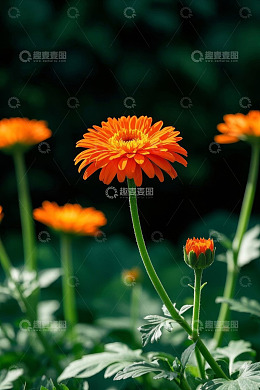 橙色花朵特写