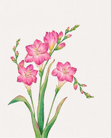 粉色小苍兰水彩插画设计素材