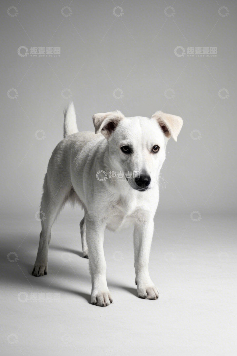 高清大图下载【趣麦麦图】白色小狗站立特写