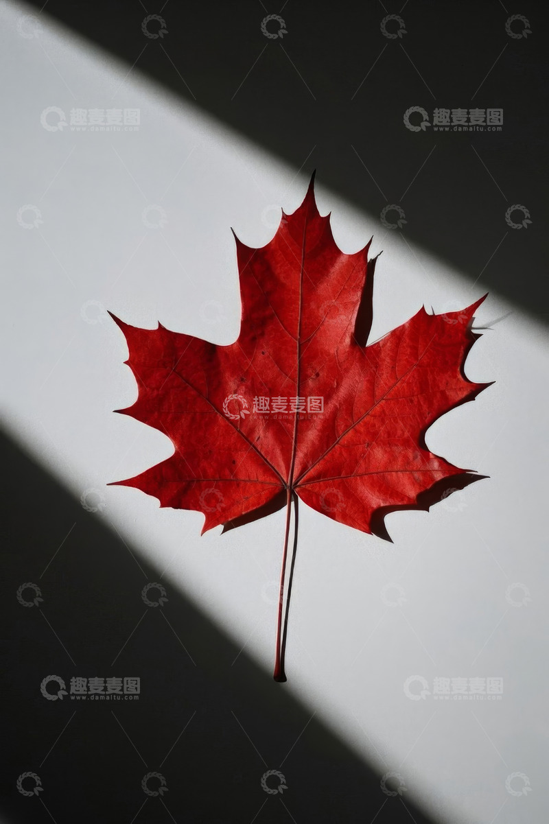 高清大图下载【趣麦麦图】红色枫叶特写
