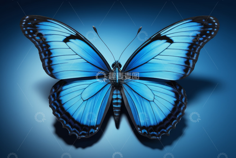 高清大图下载【趣麦麦图】蓝色蝴蝶特写