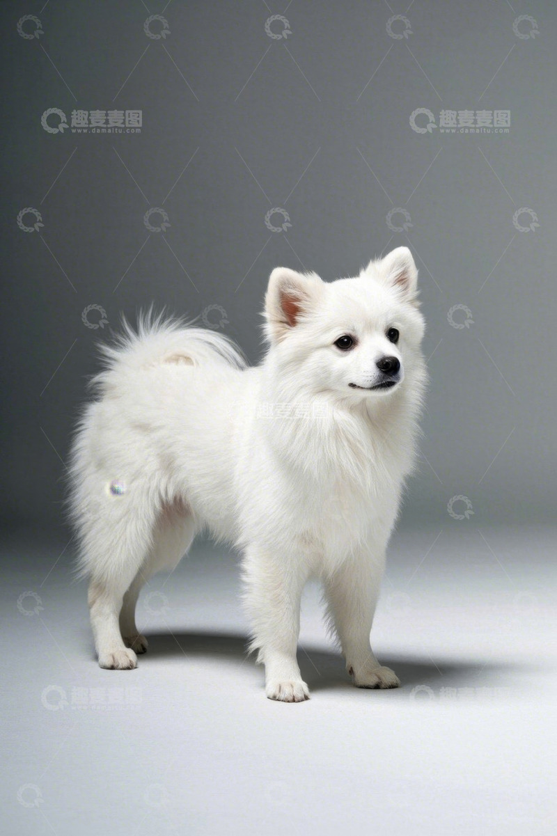 高清大图下载【趣麦麦图】站立的白色宠物犬
