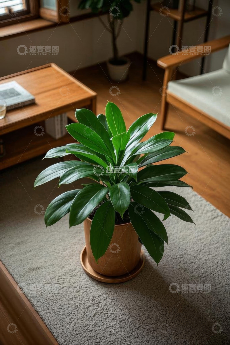 高清大图下载【趣麦麦图】室内绿植盆栽特写