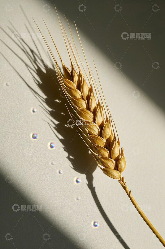麦穗特写光影下的自然素材