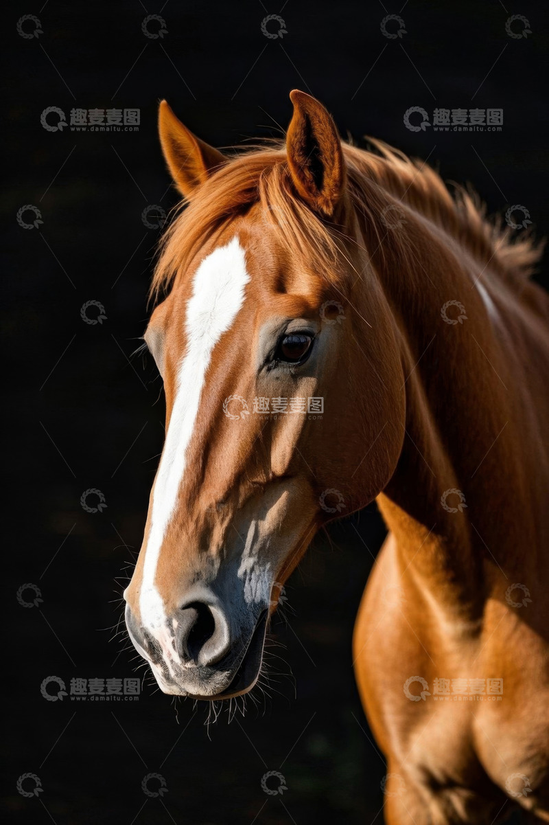 高清大图下载【趣麦麦图】棕马面部特写